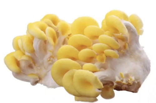 复合黄金菇粉